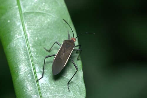 Hypselonotus tricolor