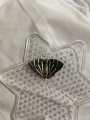 Panthiades bathildis