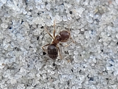Brachymyrmex obscurior