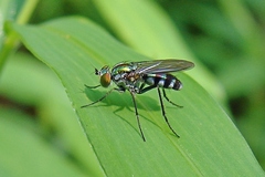Plagioneurus univittatus