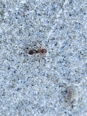Brachymyrmex obscurior