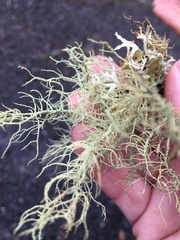 Usnea intermedia