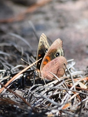 Junonia nigrosuffusa