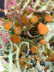 Teloschistes flavicans