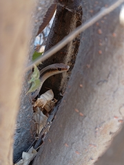 Salvadora deserticola