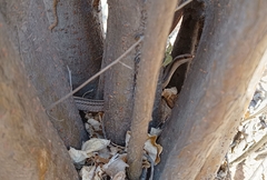 Salvadora deserticola