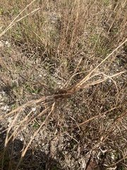 Heteropogon contortus