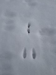 Lagomorpha
