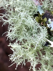 Usnea intermedia