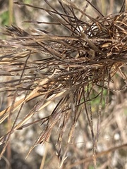 Heteropogon contortus