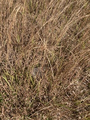 Heteropogon contortus
