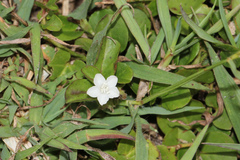 Eremophila debilis