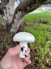 Amanita ocreata