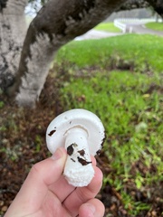 Amanita ocreata