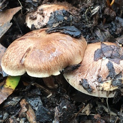 Cortinarius ohlone
