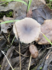 Bolbitius