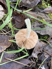 Bolbitius