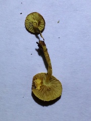 Pleuroflammula tuberculosa