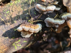 Auricularia brasiliana