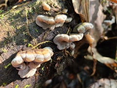 Auricularia brasiliana