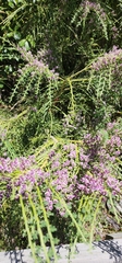 Carmichaelia odorata