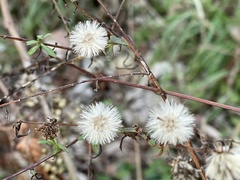 Heterotheca subaxillaris