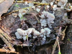 Auricularia brasiliana