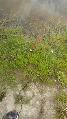 Centipeda cunninghamii