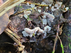 Auricularia brasiliana