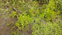 Centipeda cunninghamii