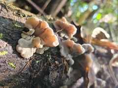 Auricularia brasiliana
