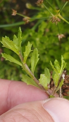 Centipeda cunninghamii