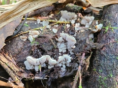 Auricularia brasiliana