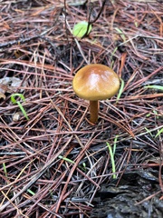 Cortinarius thiersii
