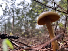 Cortinarius thiersii