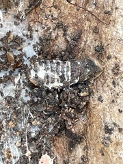 Beauveria bassiana