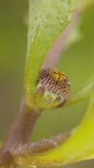 Centipeda cunninghamii