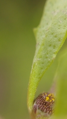 Centipeda cunninghamii