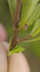 Centipeda cunninghamii