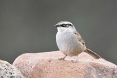Oriturus superciliosus