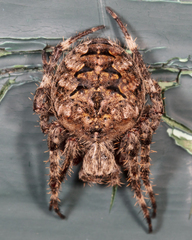 Araneus saevus