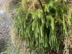 Phlegmariurus varius