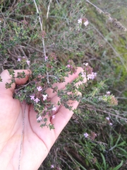 Thymus vulgaris
