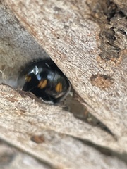 Paropsisterna sexpustulata