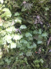 Symphyogyna hymenophyllum