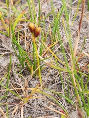 Juncus revolutus