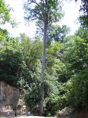 Ulmus mexicana