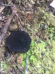 Plectania rhytidia