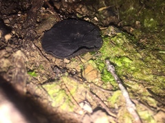 Plectania rhytidia