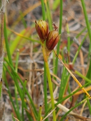 Juncus revolutus